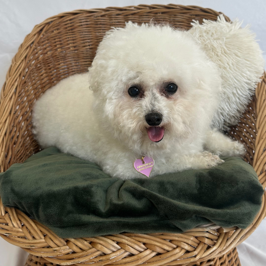 Médailles personnalisées pour chien - Doggy Charms