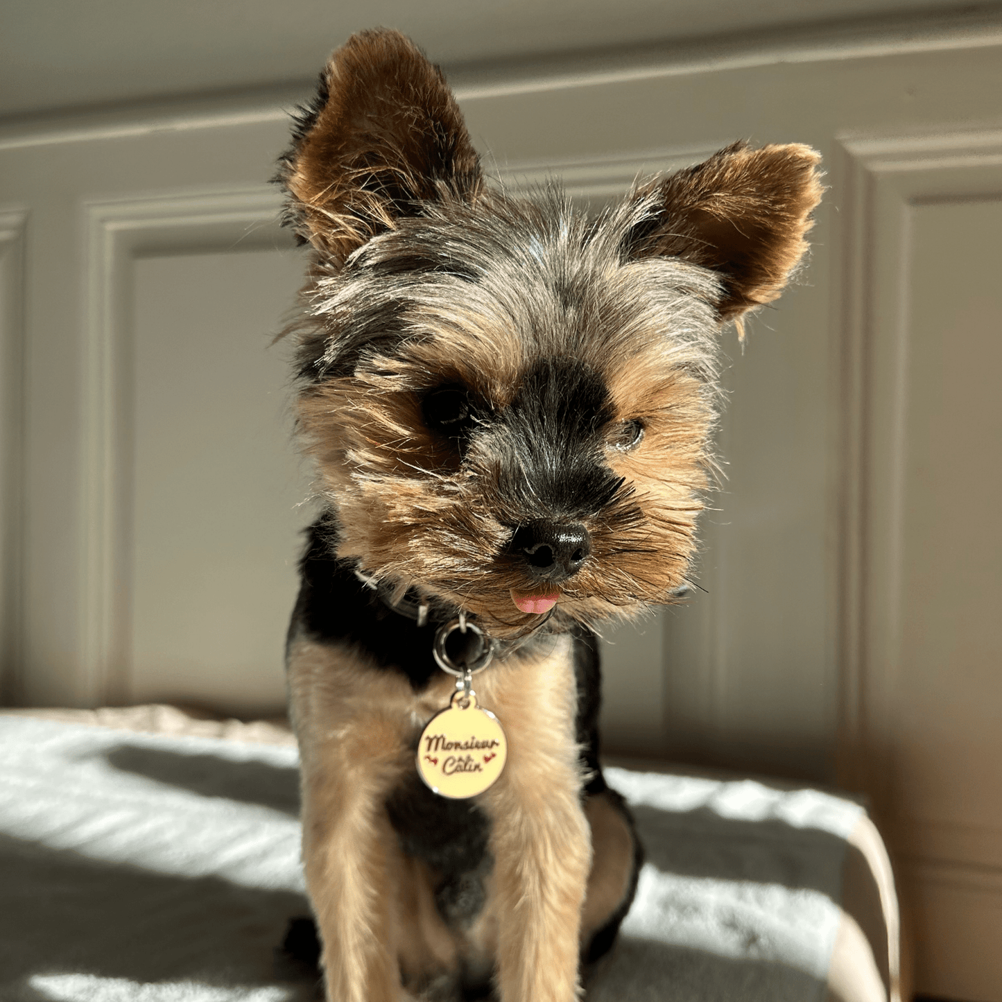 Médailles personnalisées pour chien - Doggy Charms