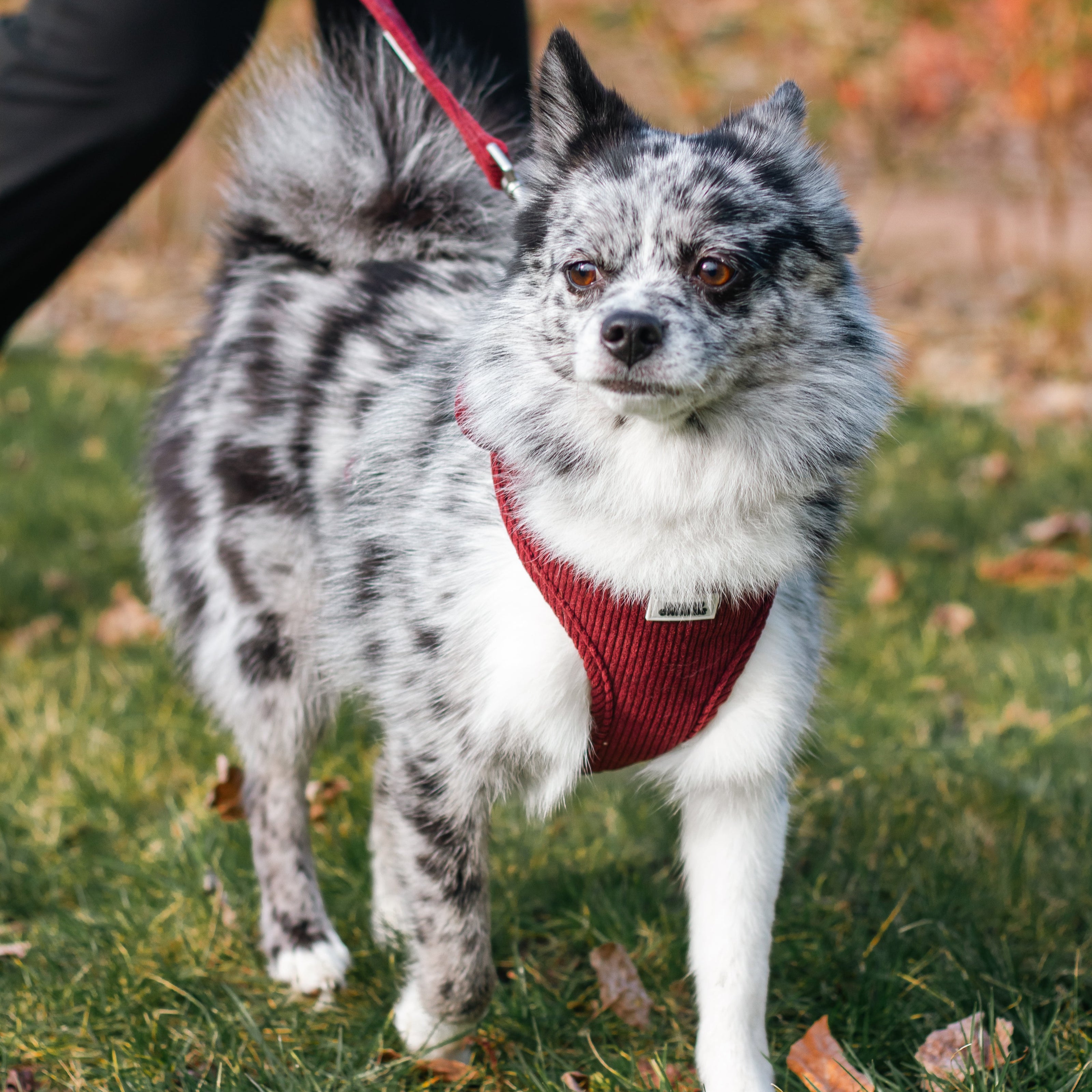 Harnais chien bordeau premium