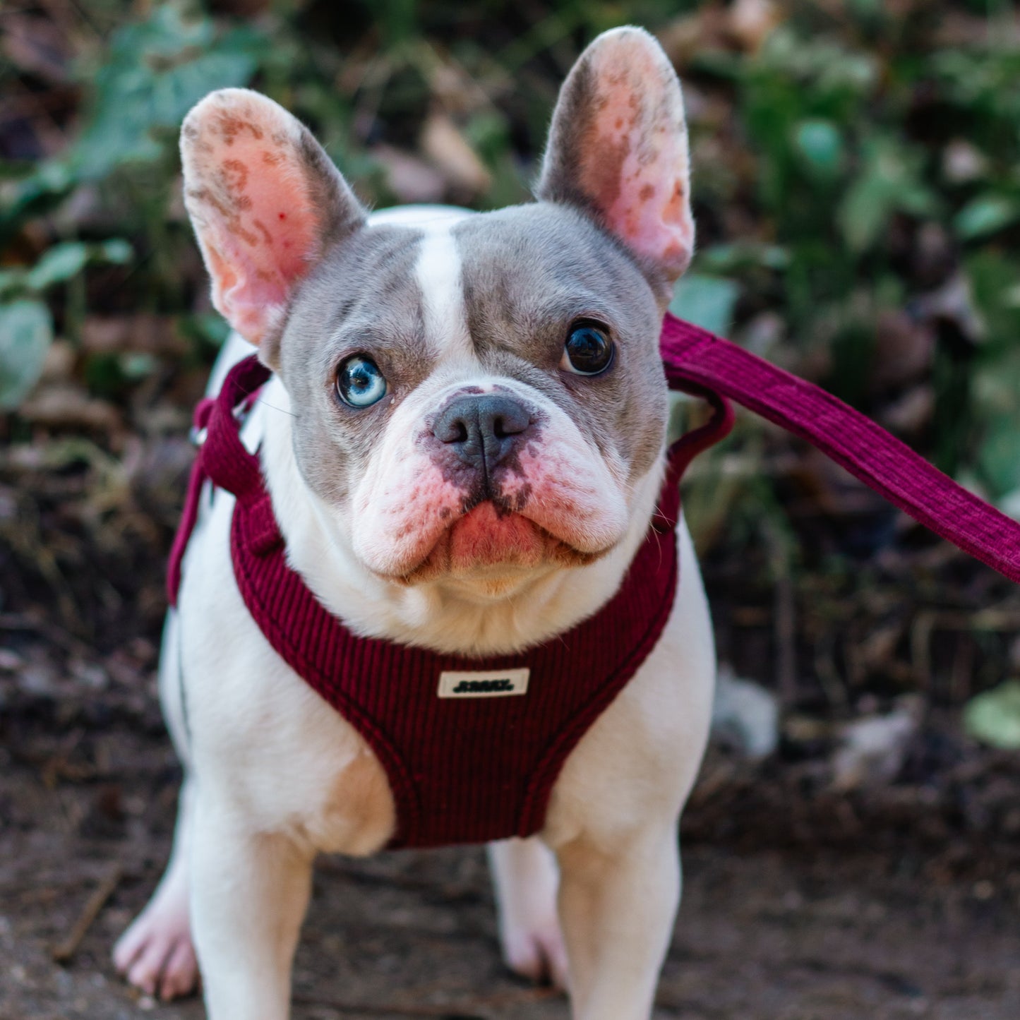 Médailles personnalisées pour chien - Doggy Charms