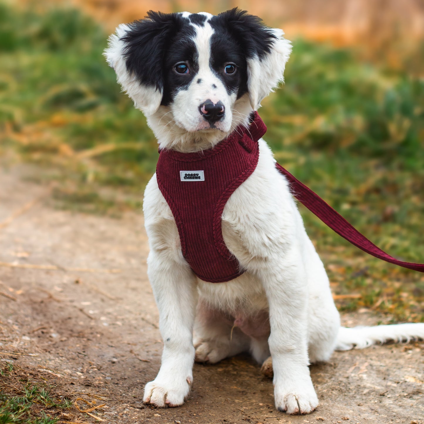 Médailles personnalisées pour chien - Doggy Charms