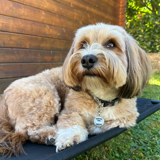 Photo mignonne d’un petit chien portant une médaille gravée Doggy Charms "Ventre sur patte"