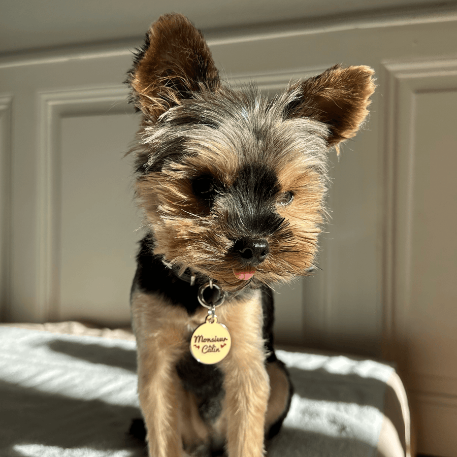 Médailles personnalisées pour chien - Doggy Charms