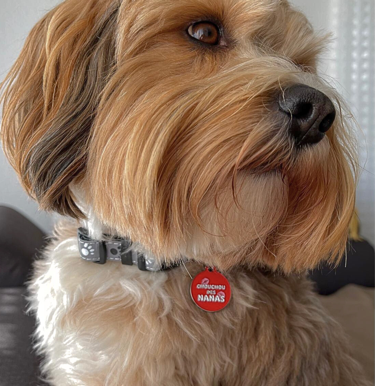 Médailles personnalisées pour chien - Doggy Charms