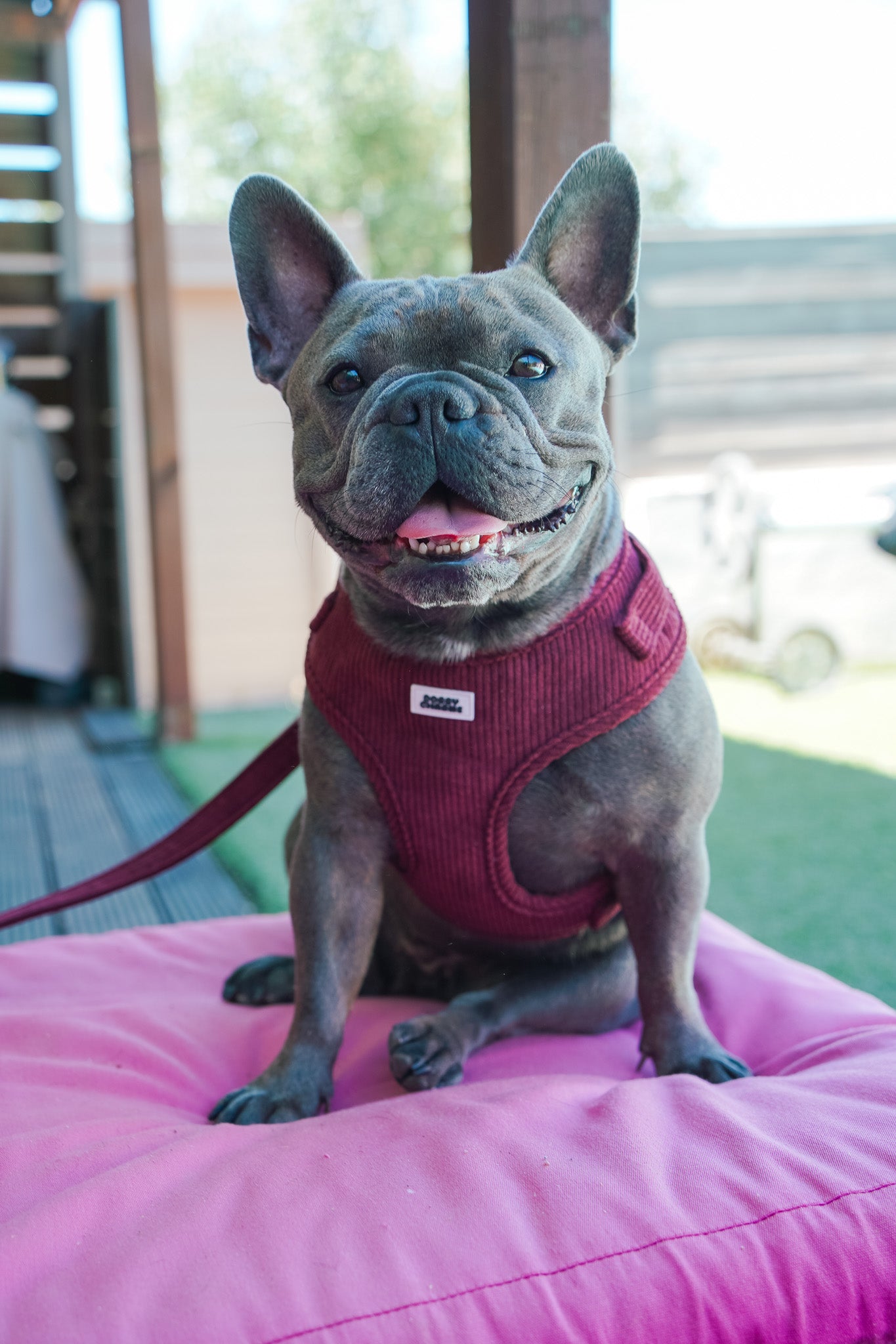 Photo lifestyle avec bouledogue français – maîtres amoureux de leurs chiens
