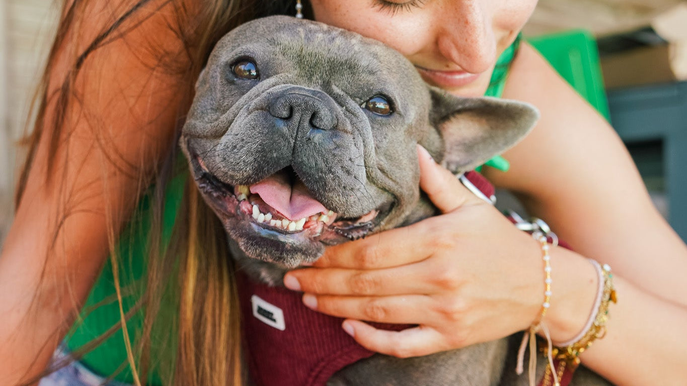 Photo lifestyle avec bouledogue français heureux – inspiration Doggy Charms pour maîtres amoureux de leurs chiens