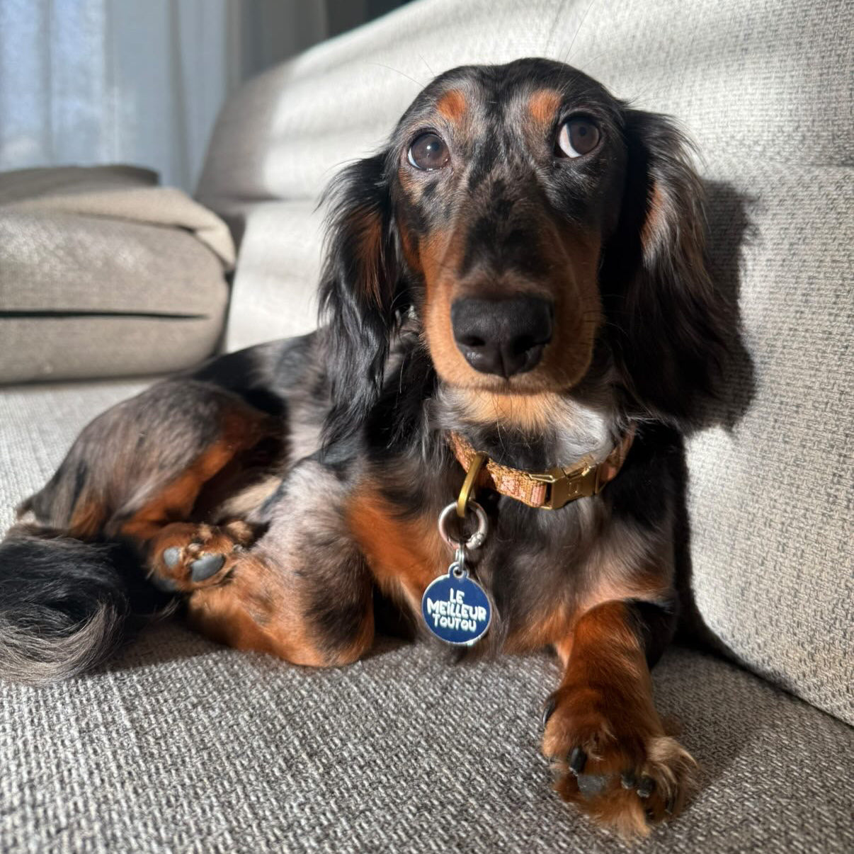 Médailles personnalisées pour chien - Doggy Charms
