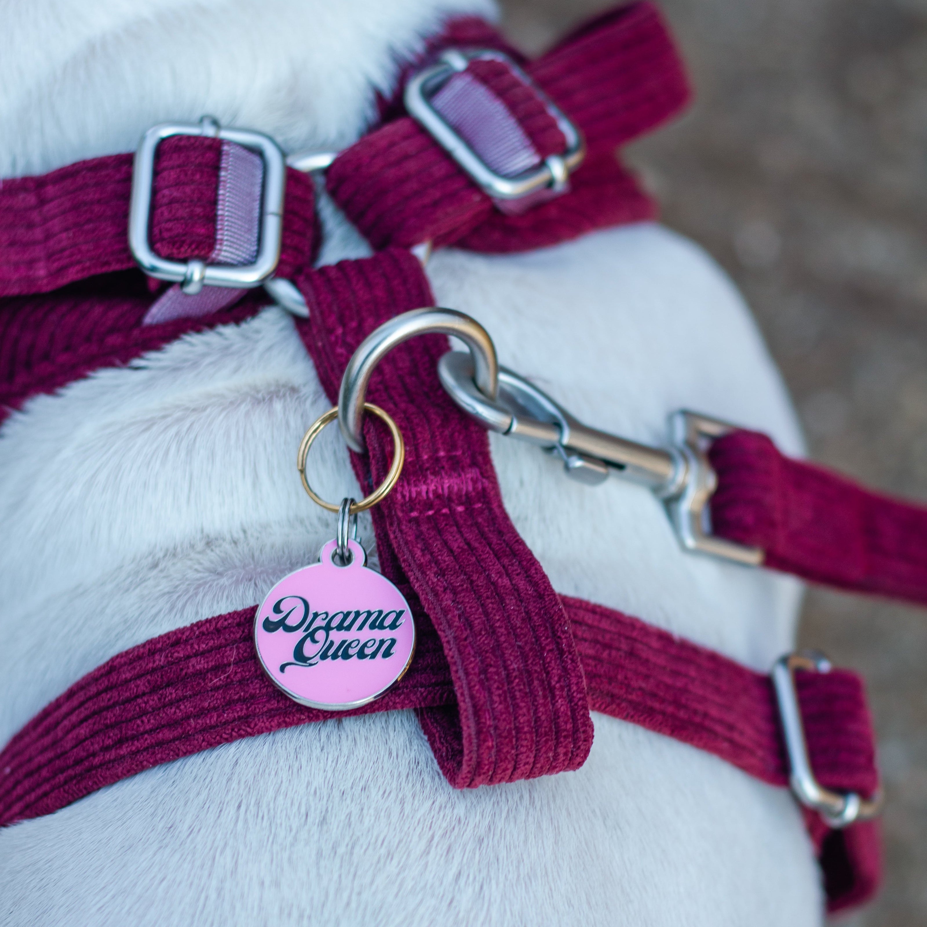 Médailles personnalisées pour chien - Doggy Charms