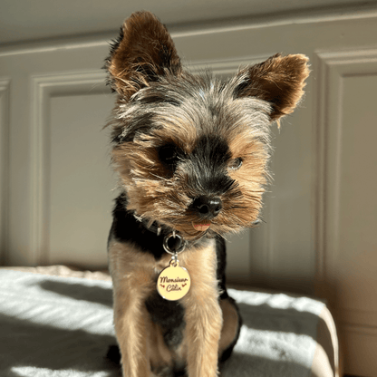 Médailles personnalisées pour chien - Doggy Charms