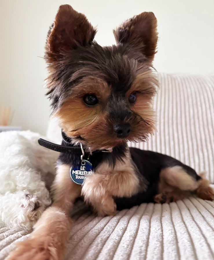 Chien avec médaille personnalisée Doggy Charms – design original et gravure offerte
